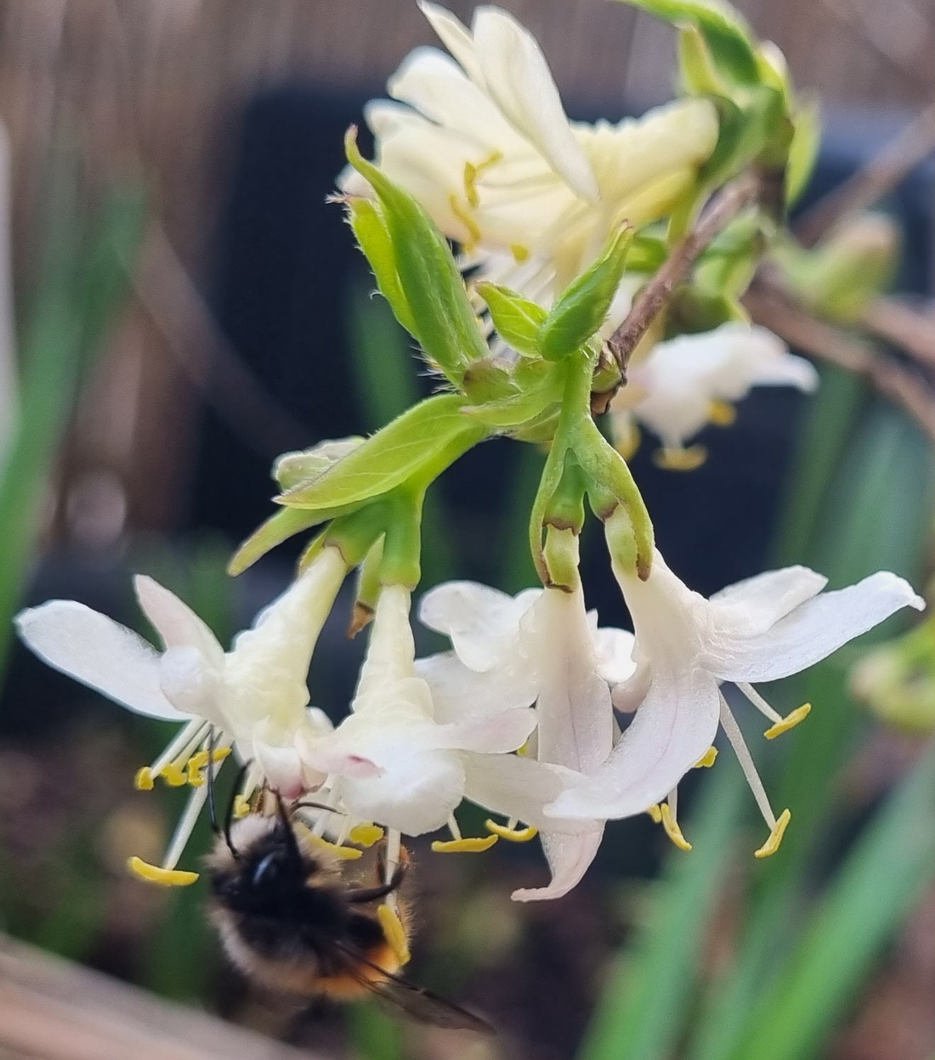 Insektenparadies Balkon