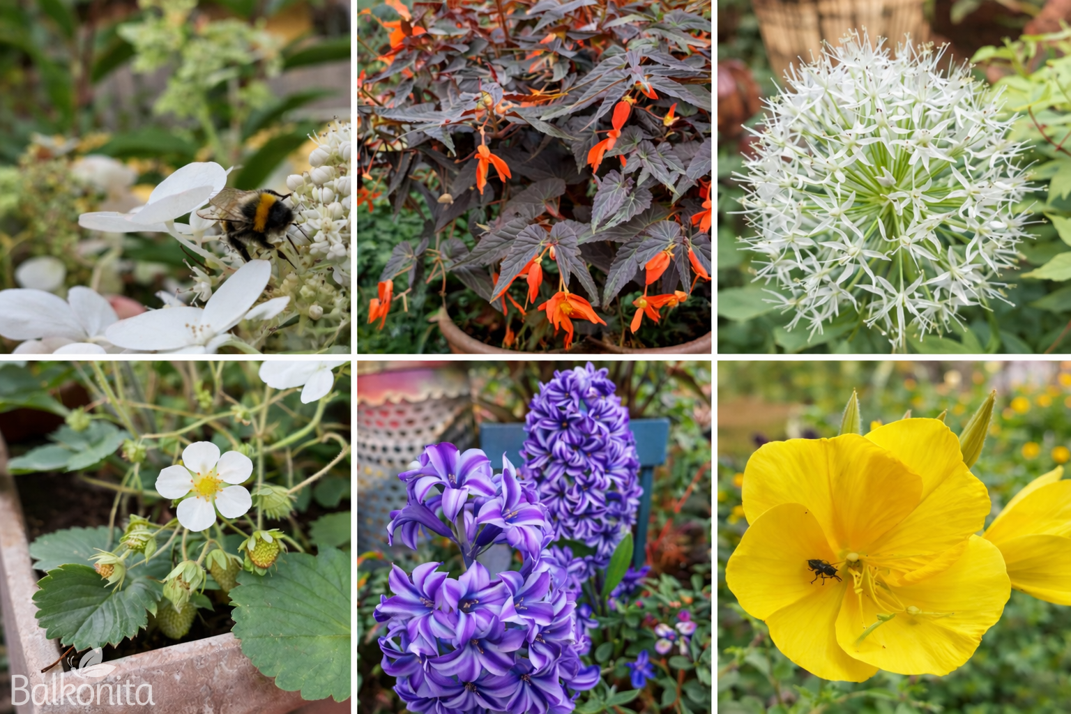 Insektenfreundliche Pflanzen | Balkonita