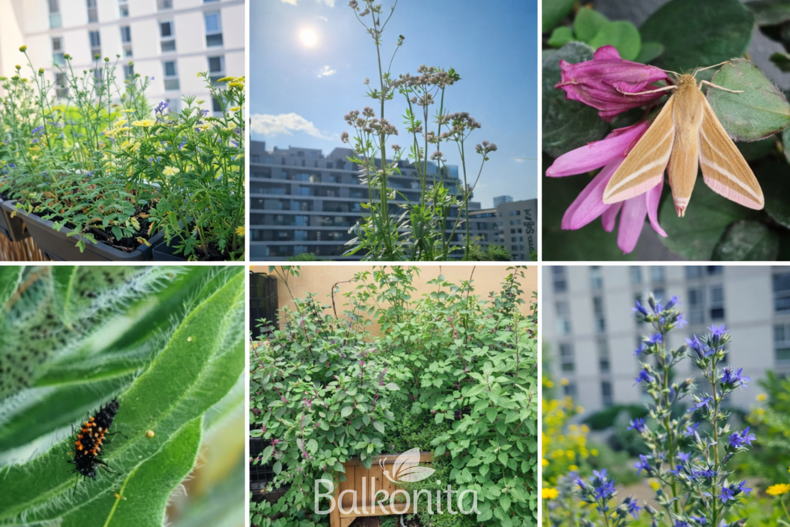 insektenfreundliche Bepflanzung